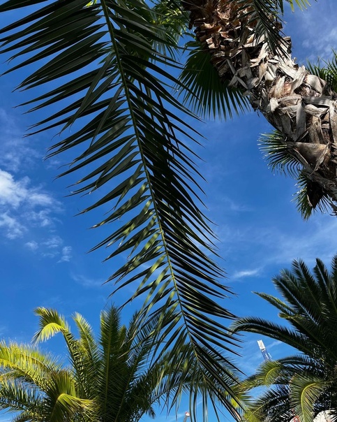 Свет Сириуса